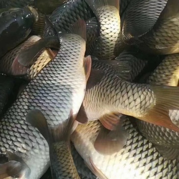 徐州鲤鱼苗塘口现货，量大从优质量保证抗病能力强成活率高