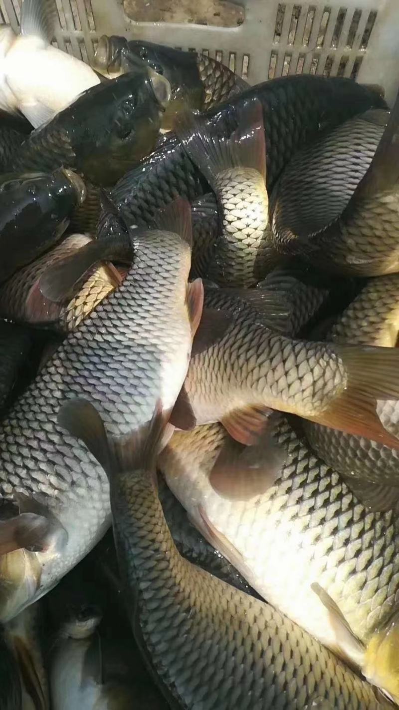 徐州鲤鱼苗塘口现货，量大从优质量保证抗病能力强成活率高