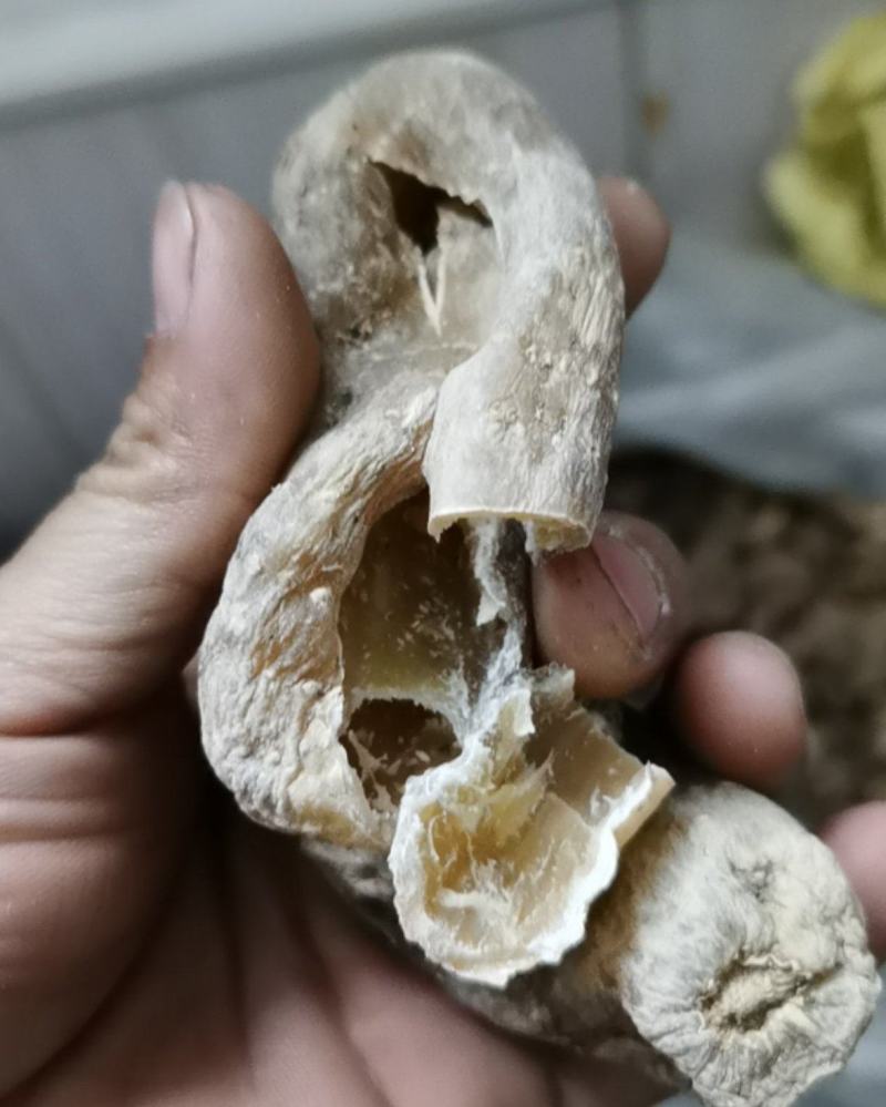 秦岭高山仿野生种植干天麻，脚麻惨麻，药厂专用或者打粉用
