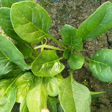 半直立菠菜