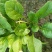 半直立菠菜