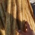 蔬菜山药小白嘴山药河北产地直销量大从优品质保障