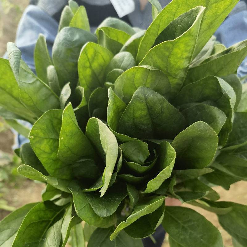 【一手货源】精品优质菠菜，现挖现发，货源充足，产地直发