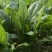 【一手货源】精品优质菠菜，现挖现发，货源充足，产地直发