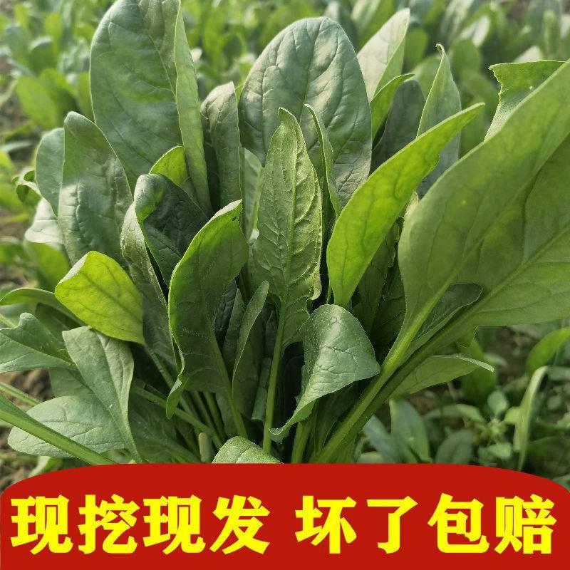 【一手货源】精品优质菠菜，现挖现发，货源充足，产地直发