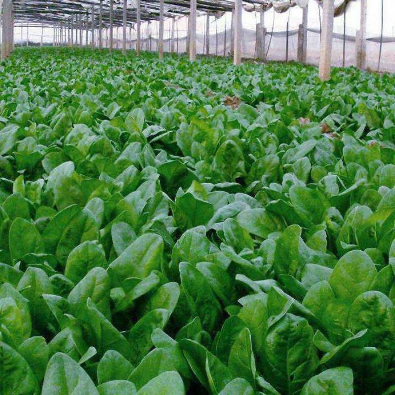 【一手货源】精品优质菠菜，现挖现发，货源充足，产地直发