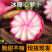 冰激凌水果萝卜山东寿光自产自销3-5斤一件代发