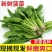 【一手货源】精品优质菠菜，现挖现发，货源充足，产地直发