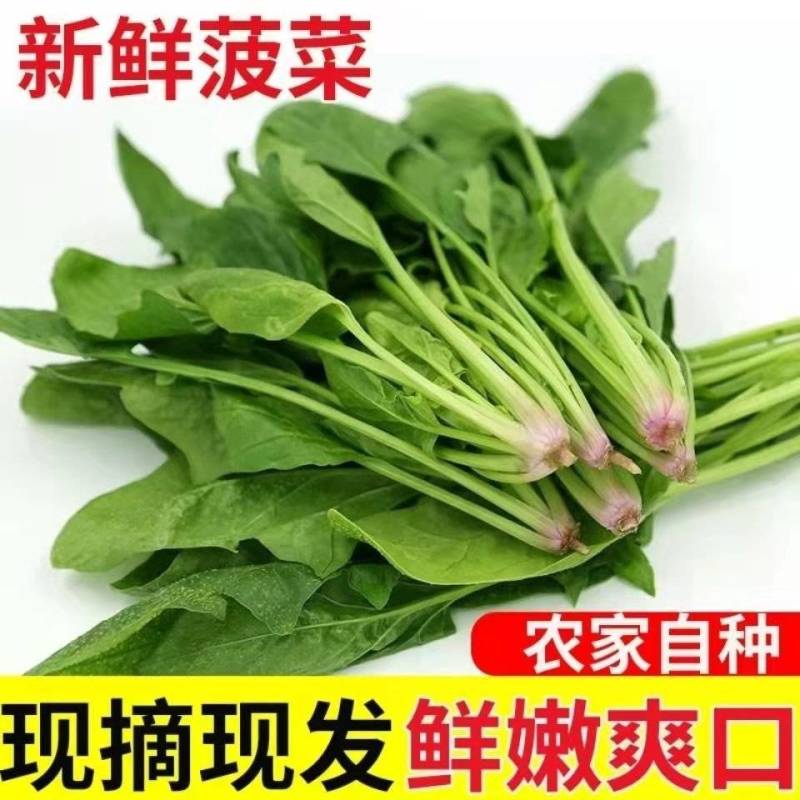 【一手货源】精品优质菠菜，现挖现发，货源充足，产地直发