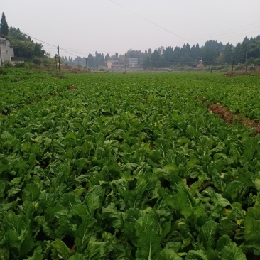 自家种植，新鲜儿菜，欢迎订购，愿与您真诚合作，共同发展.