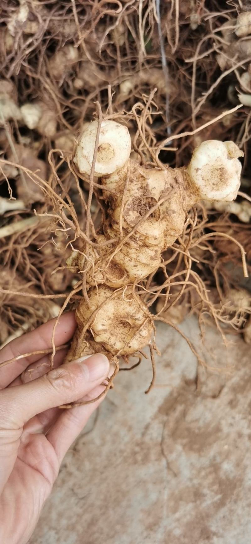 黄精种茎，多花姜型不倒苗高产黄精品种，可选芽头