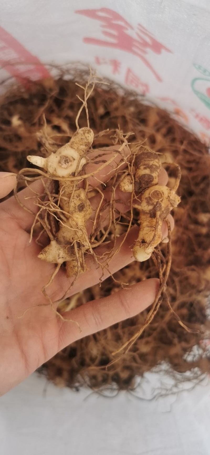 黄精种茎，多花姜型不倒苗高产黄精品种，可选芽头