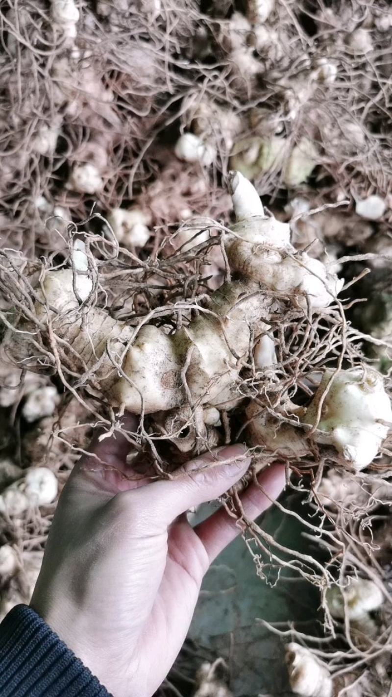 黄精种茎，多花姜型不倒苗高产黄精品种，可选芽头