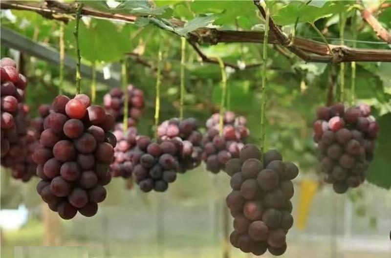 日本品种Bk,又称无核黑皇，可代替巨峰葡萄的品种