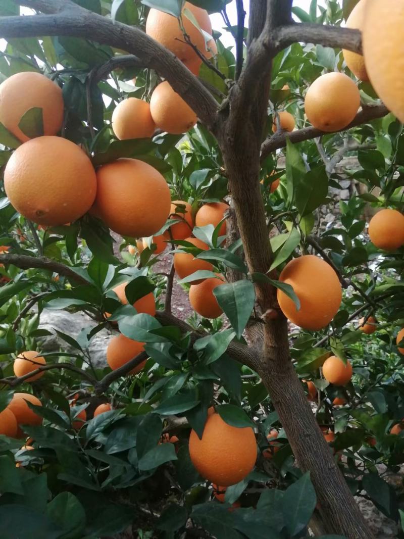 颜色好看，味道甜