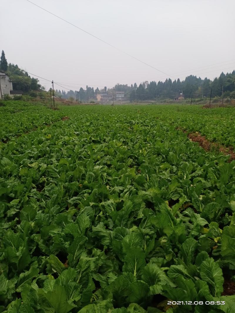 自家种植，新鲜儿菜，欢迎订购，愿与您真诚合作，共同发展.