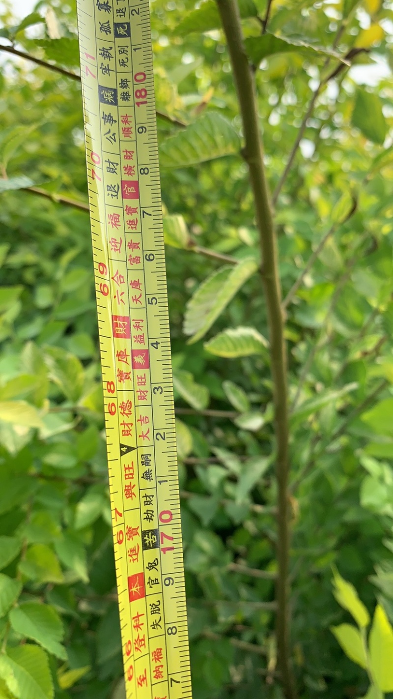 地接金叶榆。0.4以上的通货。现挖现发。需要的来基地参观