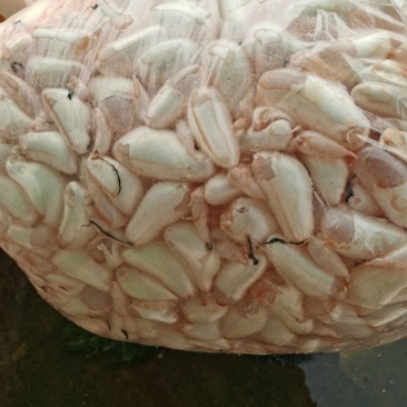 鱼泡，新鲜白鲢宰杀，现杀带血丝冰鲜发货，物流专线