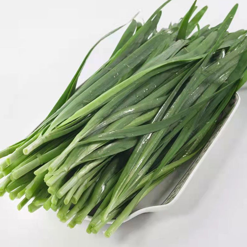 武山韭菜甘肃武山好韭菜跟壮肥美现割现发