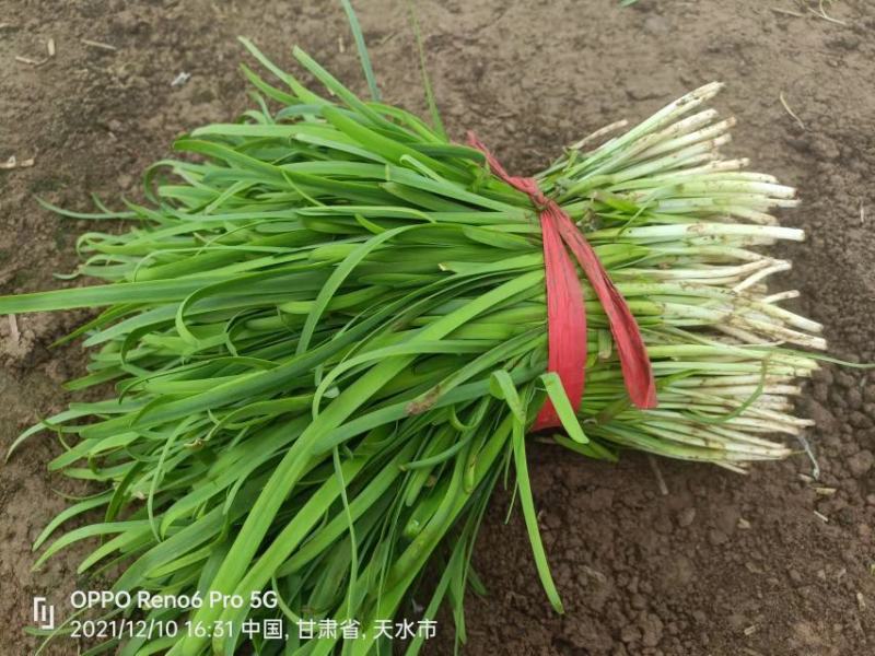 武山韭菜甘肃武山好韭菜跟壮肥美现割现发