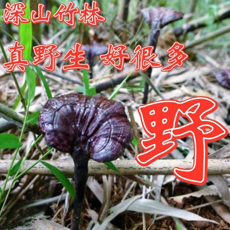 【野生竹灵芝】无硫野生灵芝竹灵芝500克袋装当季新货包邮
