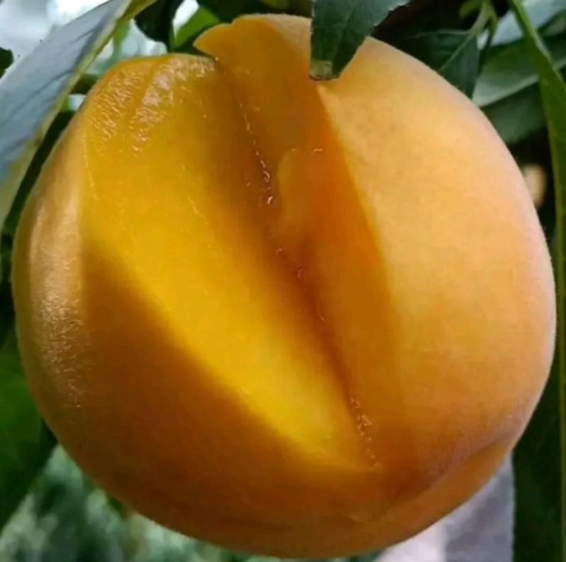 【热卖】黄桃苗新品种黄金密4号桃苗黄金冠桃树苗，基地直销
