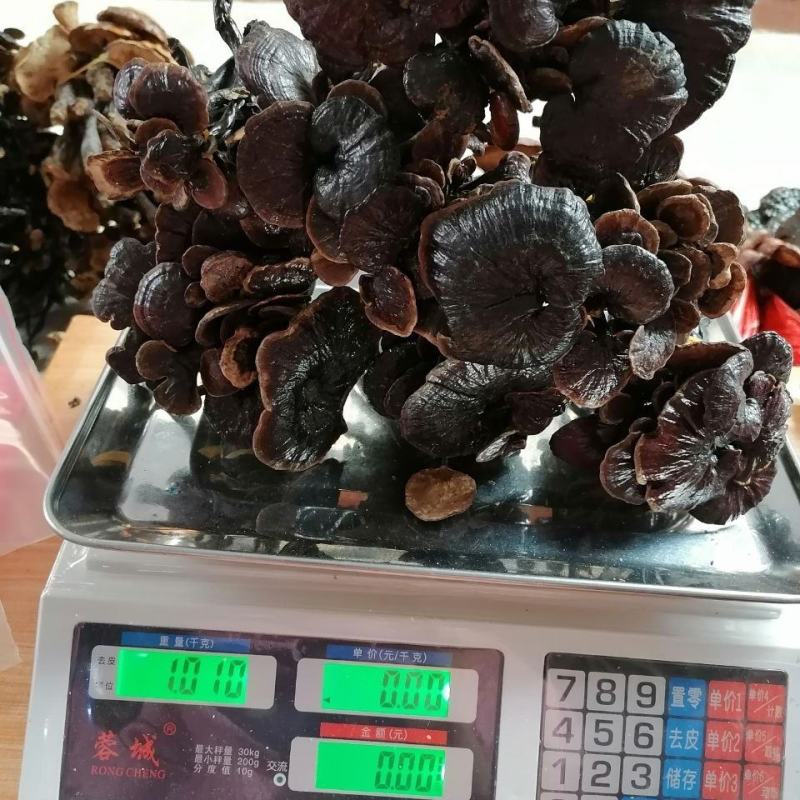 【野生竹灵芝】无硫野生灵芝竹灵芝500克袋装当季新货包邮