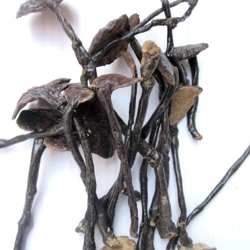 【野生竹灵芝】无硫野生灵芝竹灵芝500克袋装当季新货包邮
