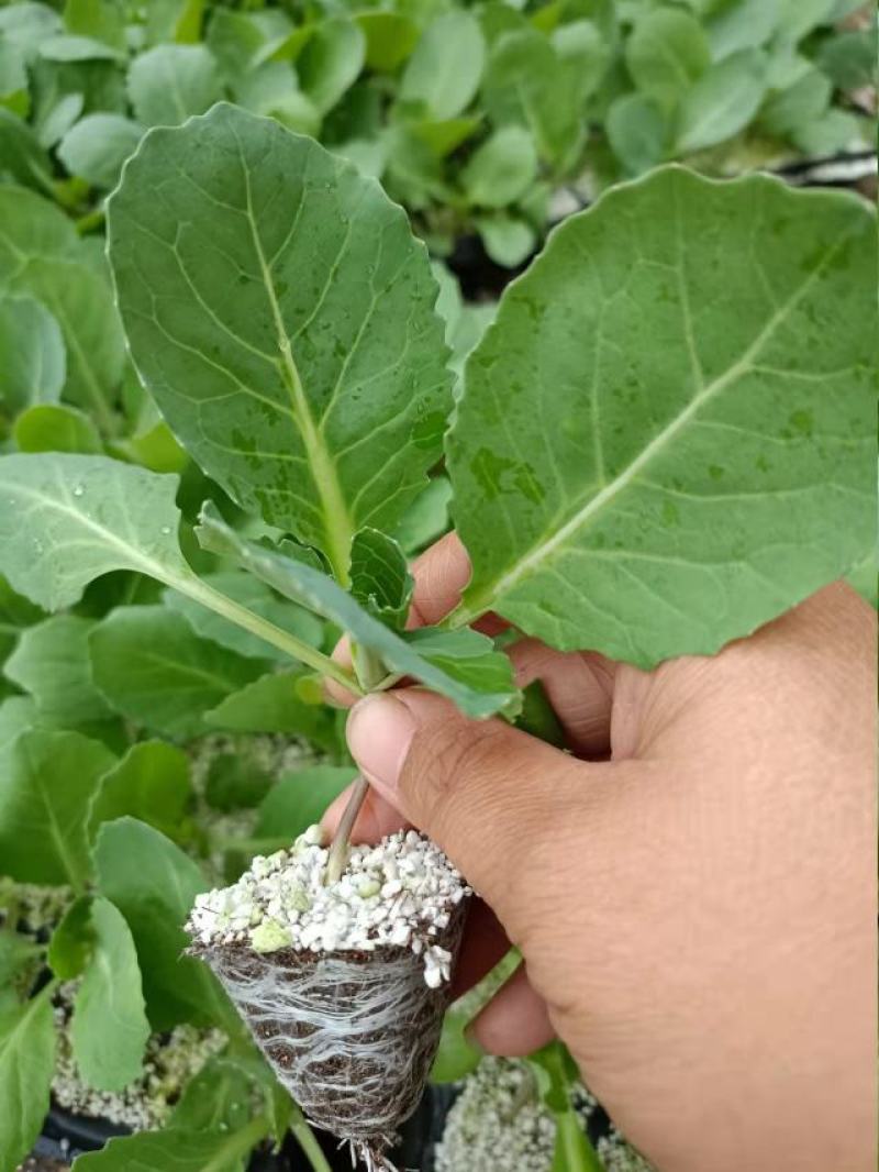 河北甘蓝苗，精品穴盘甘蓝苗，抗病高产，球行正，松软，包邮
