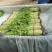 山东暖棚芹菜大量供应玻璃脆芹菜实心小山芹西芹产地批发