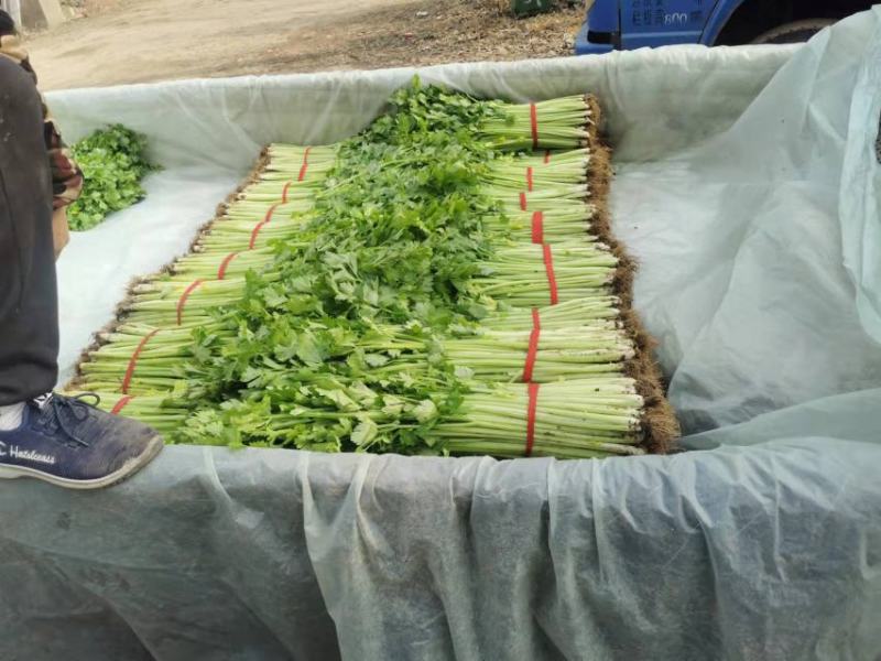 山东暖棚芹菜大量供应玻璃脆芹菜实心小山芹西芹产地批发