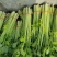 山东暖棚芹菜大量供应玻璃脆芹菜实心小山芹西芹产地批发