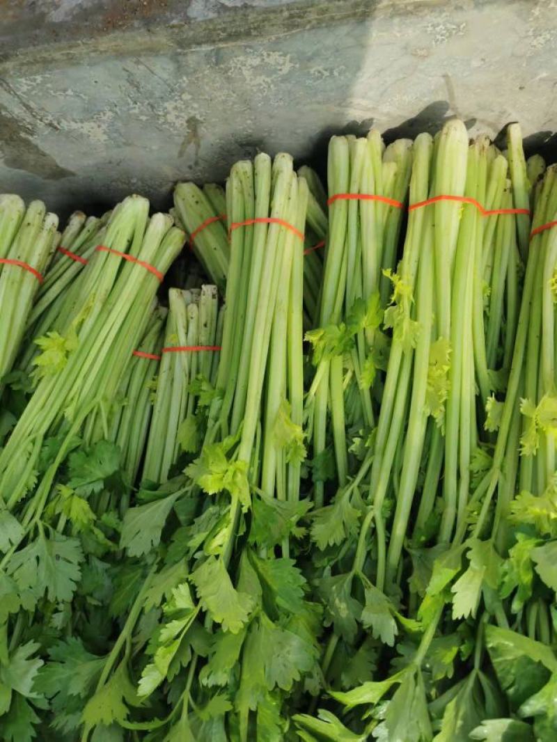 山东暖棚芹菜大量供应玻璃脆芹菜实心小山芹西芹产地批发