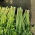 山东暖棚芹菜大量供应玻璃脆芹菜实心小山芹西芹产地批发