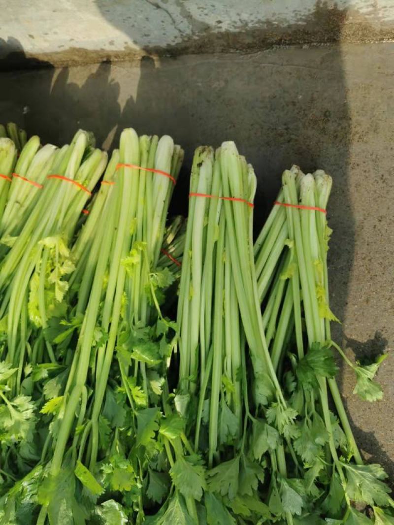 山东暖棚芹菜大量供应玻璃脆芹菜实心小山芹西芹产地批发