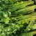 山东暖棚芹菜大量供应玻璃脆芹菜实心小山芹西芹产地批发