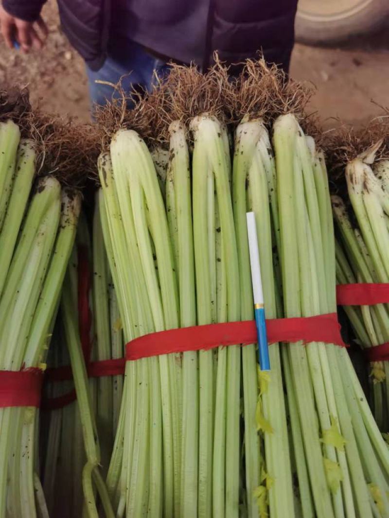 山东暖棚芹菜大量供应玻璃脆芹菜实心小山芹西芹产地批发