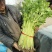 山东暖棚芹菜大量供应玻璃脆芹菜实心小山芹西芹产地批发