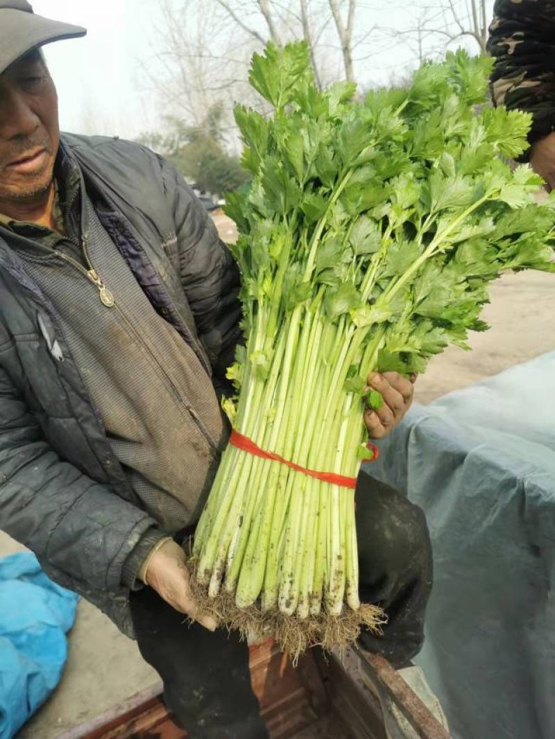 山东暖棚芹菜大量供应玻璃脆芹菜实心小山芹西芹产地批发