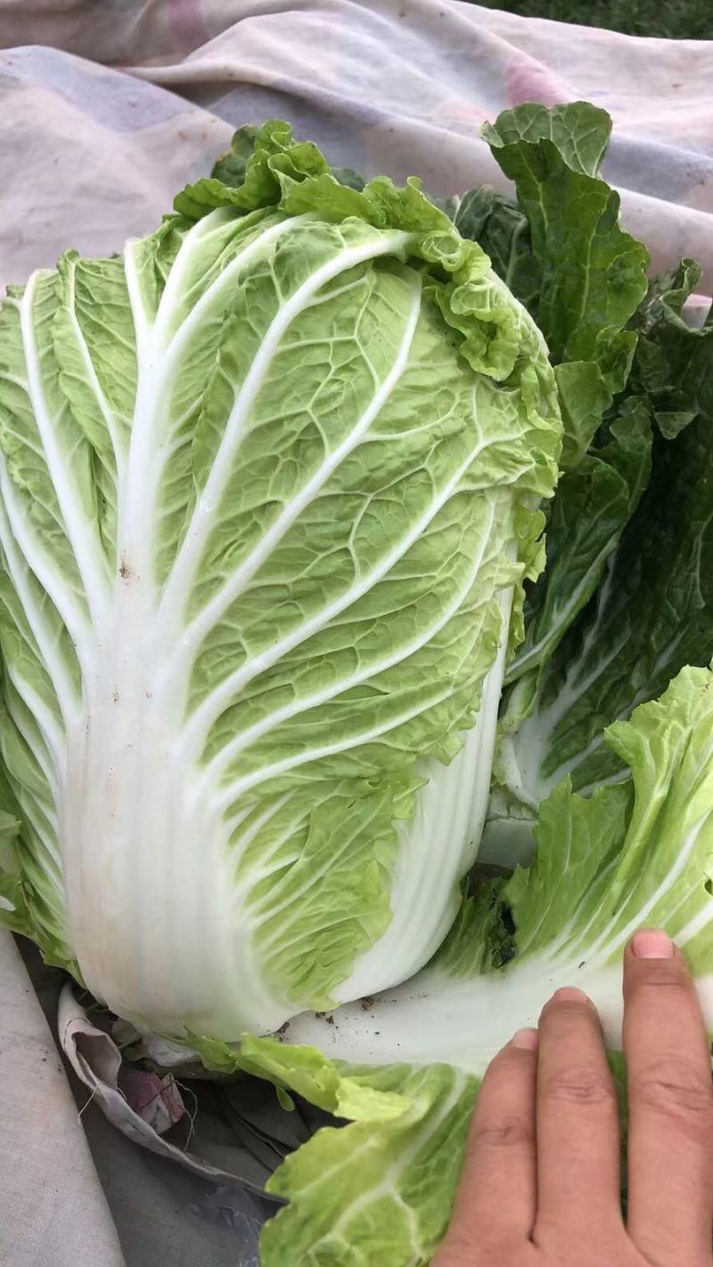 白菜大量上市，大白菜河南周口郸城县李楼乡孔楼行政村