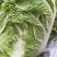 白菜大量上市，大白菜河南周口郸城县李楼乡孔楼行政村