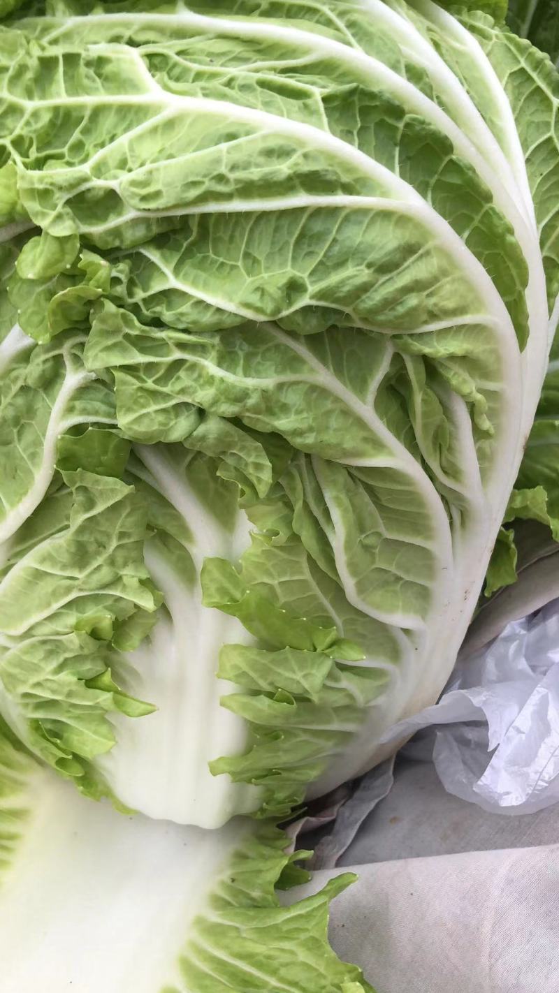 白菜大量上市，大白菜河南周口郸城县李楼乡孔楼行政村
