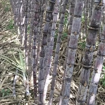 广东韶关翁城甘蔗