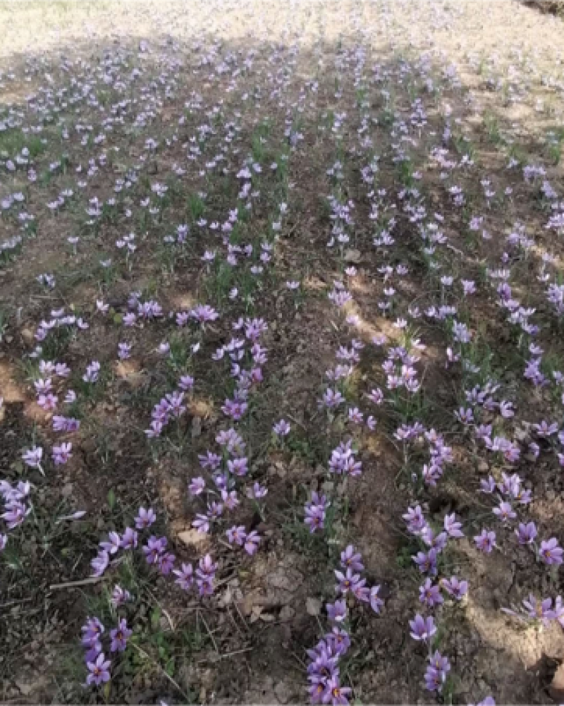藏红花球藏红花种球效益高易成活需要来电咨询