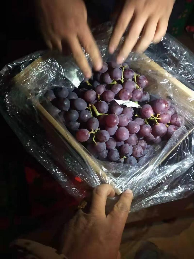 【实力】河北晋州绿康冷库巨峰葡萄大量有货欢迎订购