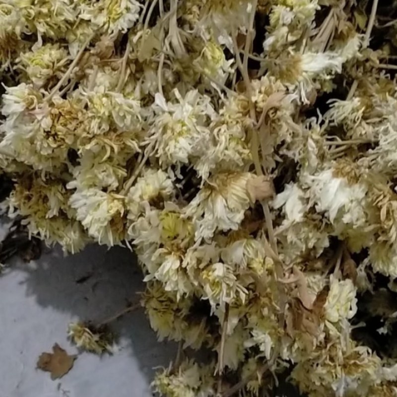中药材亳菊亳菊花药用菊花安徽菊花亳菊菊花