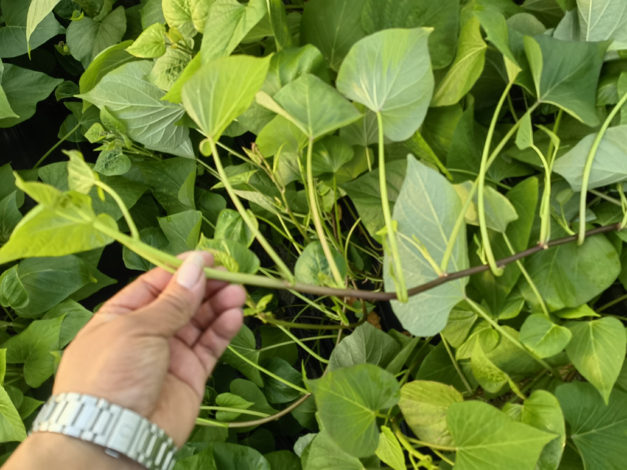 红薯心形绿叶特写