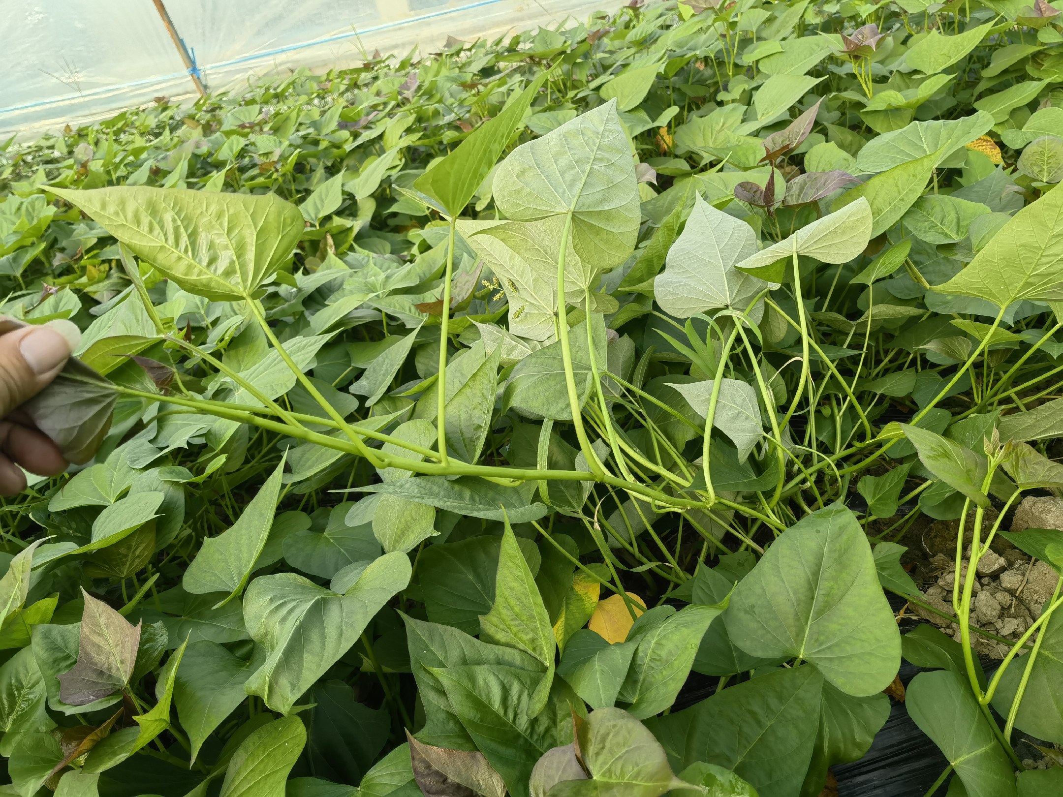 红菜苔在田间生长实景图