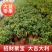 橘子树苗砂糖橘柑橘蜜橘树苗带果金桔橘子果树苗当年结果盆栽
