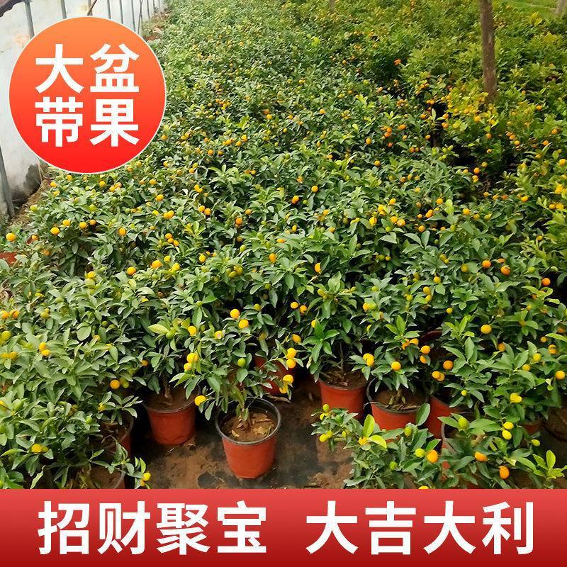 橘子树苗砂糖橘柑橘蜜橘树苗带果金桔橘子果树苗当年结果盆栽